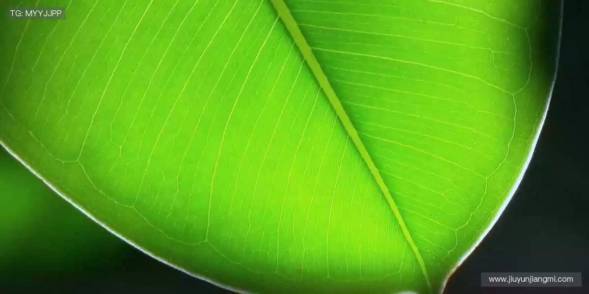 🏆 周边好物，点燃你的热爱！